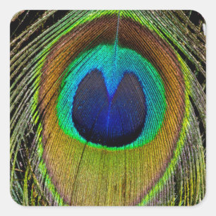 Male peacock tail feathers square sticker