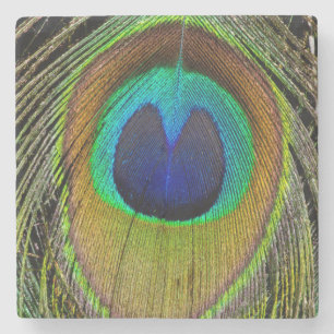 Male peacock tail feathers stone coaster