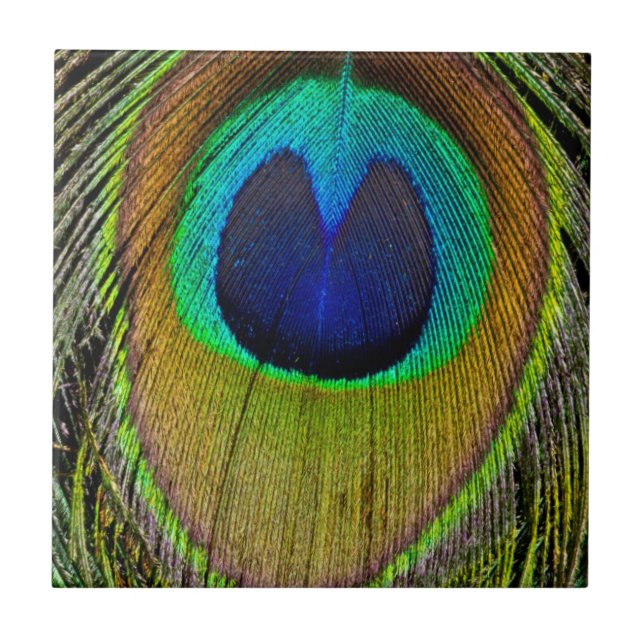 Male peacock tail feathers tile (Front)