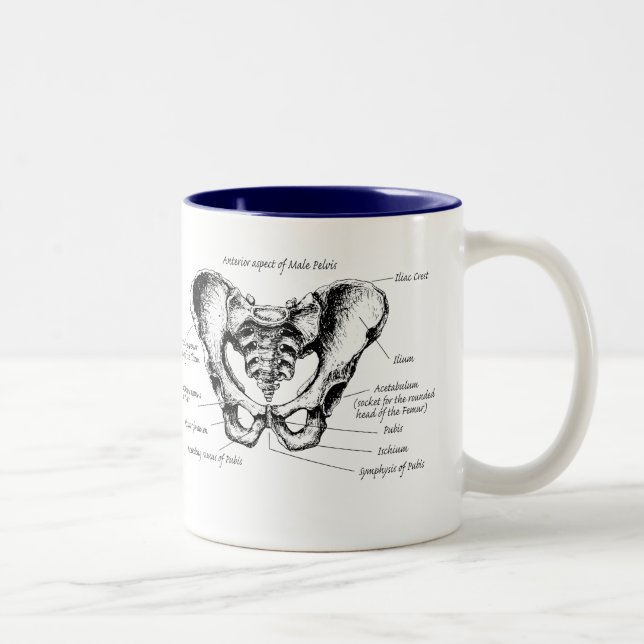 Male Pelvis Details Two-Tone Coffee Mug (Right)