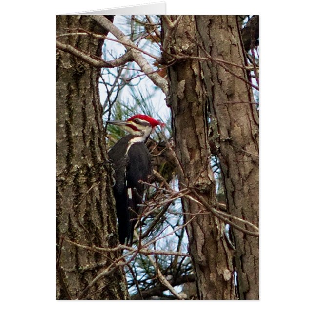 Male Pileated Woodpecker (Front)