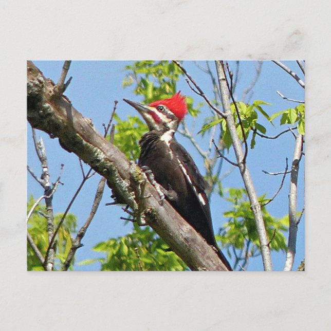 Male Pileated Woodpecker Postcard (Front)
