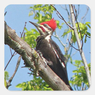 Male Pileated Woodpecker Square Sticker