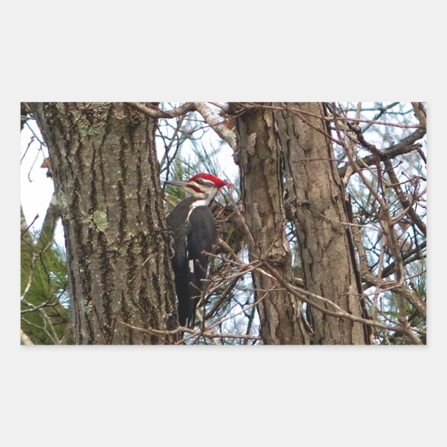 Male Pileated Woodpecker Sticker (Front)