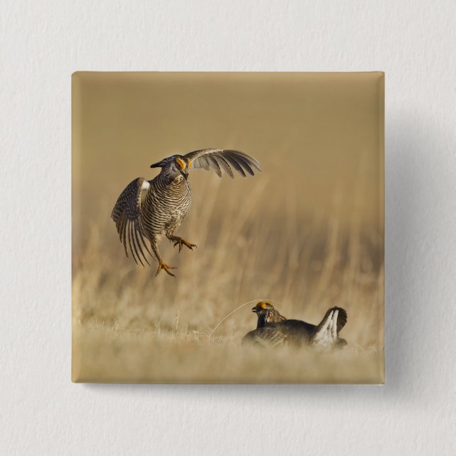 Male prairie chickens at lek in Loup County 2 Inch Square Button (Front)