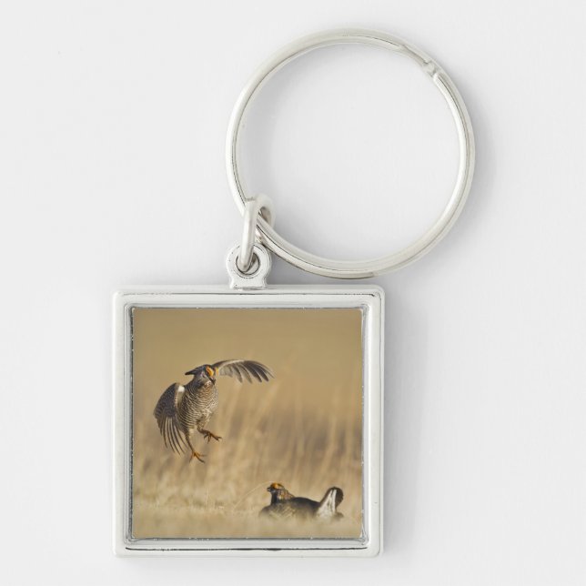 Male prairie chickens at lek in Loup County Keychain (Front)