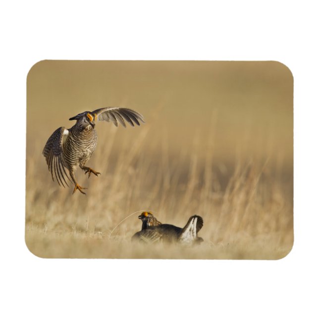 Male prairie chickens at lek in Loup County Magnet (Horizontal)