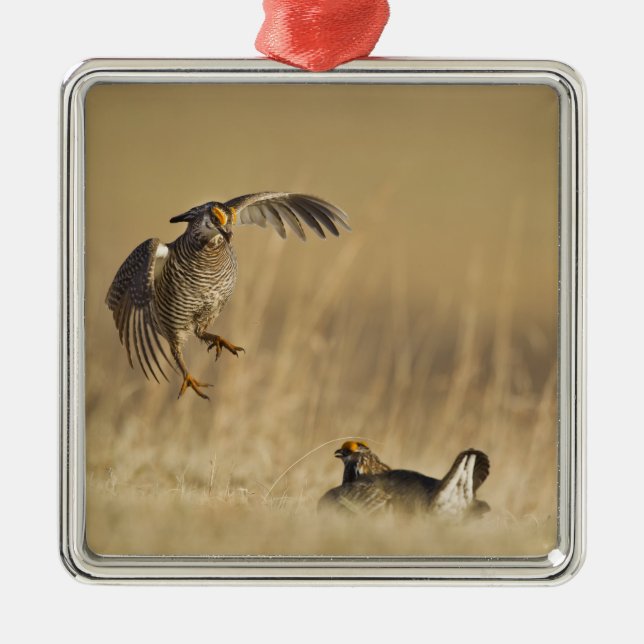 Male prairie chickens at lek in Loup County Metal Ornament (Front)
