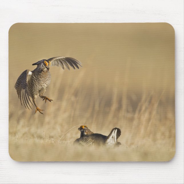 Male prairie chickens at lek in Loup County Mouse Pad (Front)