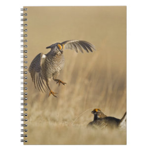 Male prairie chickens at lek in Loup County Notebook