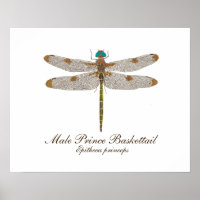 Male Prince Baskettail Dragonfly Art