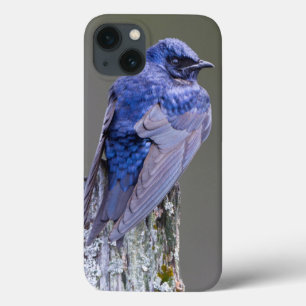 Male Purple Martin nest over Lake Sammamish iPhone 13 Case