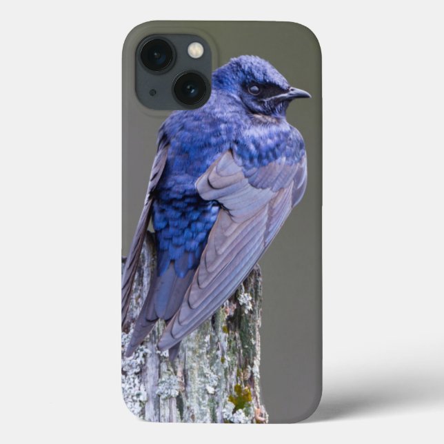 Male Purple Martin nest over Lake Sammamish Case-Mate iPhone Case (Back)