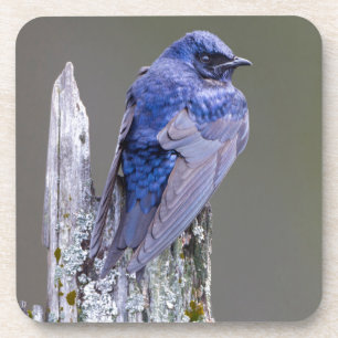 Male Purple Martin nest over Lake Sammamish Coaster