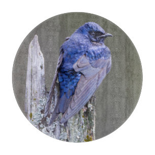 Male Purple Martin nest over Lake Sammamish Cutting Board