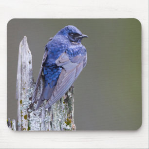 Male Purple Martin nest over Lake Sammamish Mouse Pad