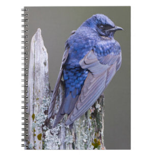 Male Purple Martin nest over Lake Sammamish Notebook