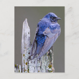 Male Purple Martin nest over Lake Sammamish Postcard