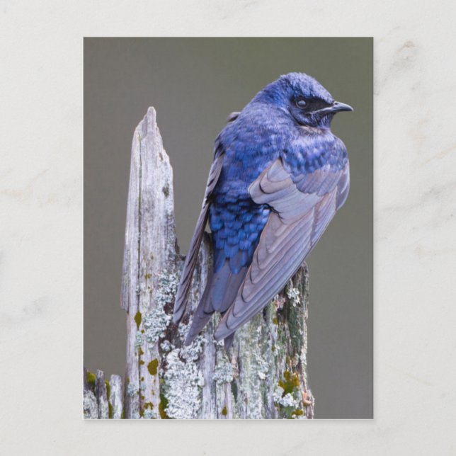 Male Purple Martin nest over Lake Sammamish Postcard (Front)