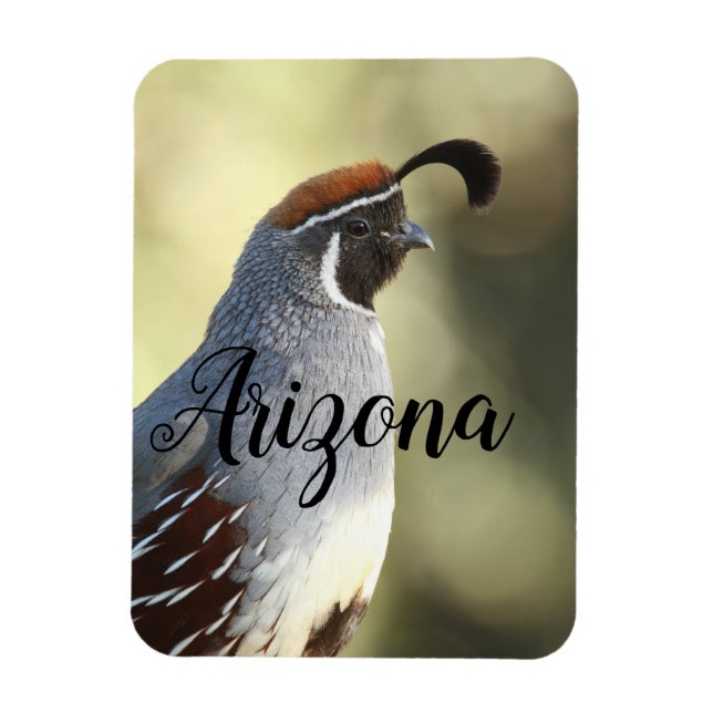 Male Quail, Arizona Magnet (Vertical)