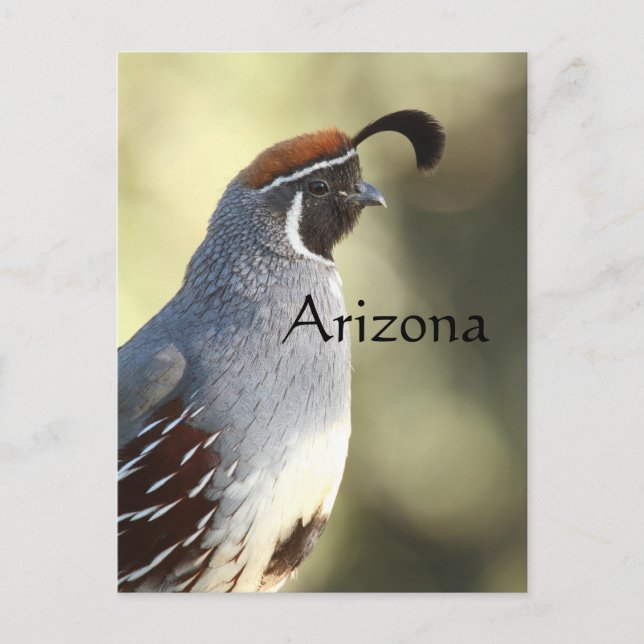 Male Quail, Arizona Postcard (Front)