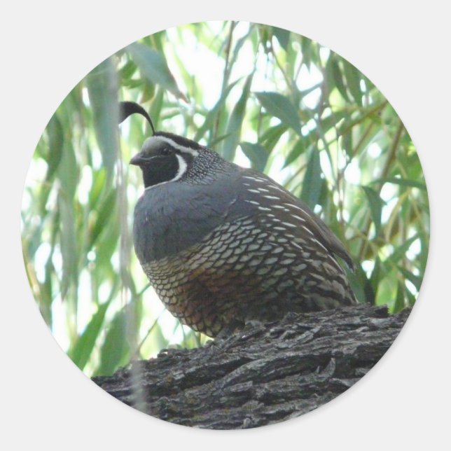 male quail classic round sticker (Front)