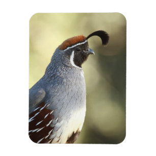 Male Quail Magnet