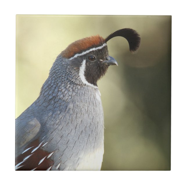 Male Quail Tile (Front)