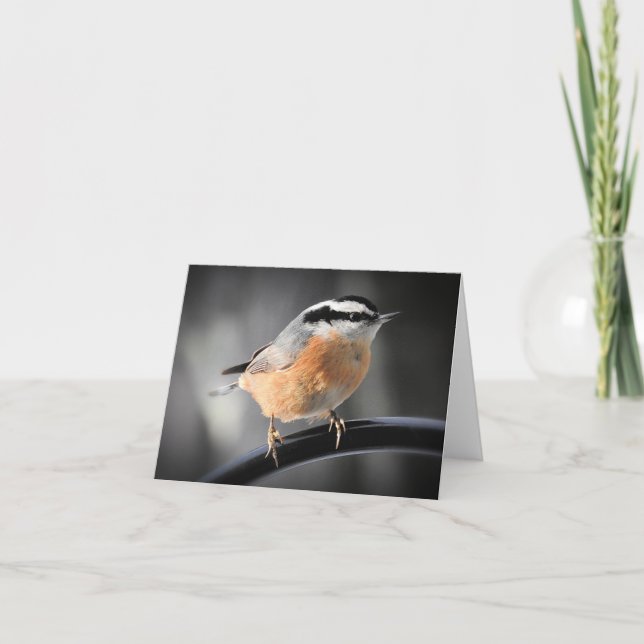 Male Red-breasted Nuthatch blank inside Card (Front)