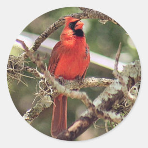 Male Red Cardinal Round Stickers