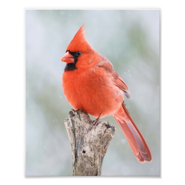 Male Red Cardinal Snowy Branch Snowy Tree Stump Photo Print (Front)