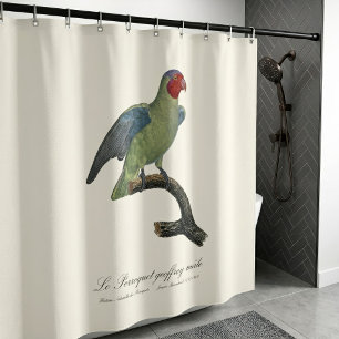 Male Red-Cheeked Parrot, Geoffroyus geoffroyi