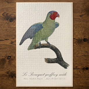 Male Red-Cheeked Parrot, Geoffroyus geoffroyi Jigsaw Puzzle