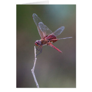 Male Red Saddlebags Dragonfly