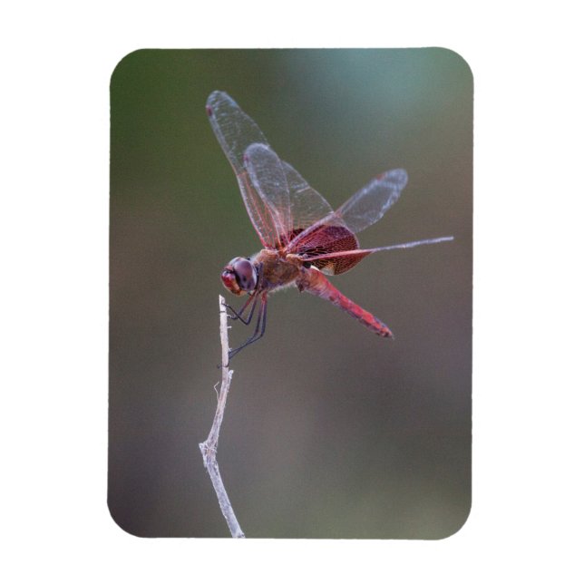 Male Red Saddlebags Dragonfly Magnet (Vertical)