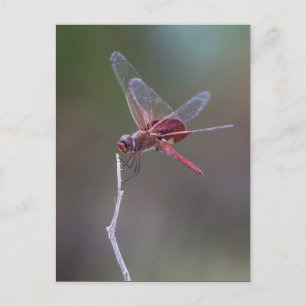 Male Red Saddlebags Dragonfly Postcard