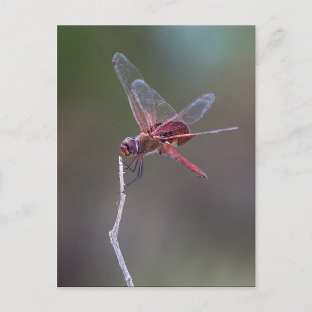 Male Red Saddlebags Dragonfly Postcard (Front)