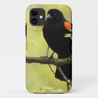 Male Red Winged Blackbird iPhone 11 Case