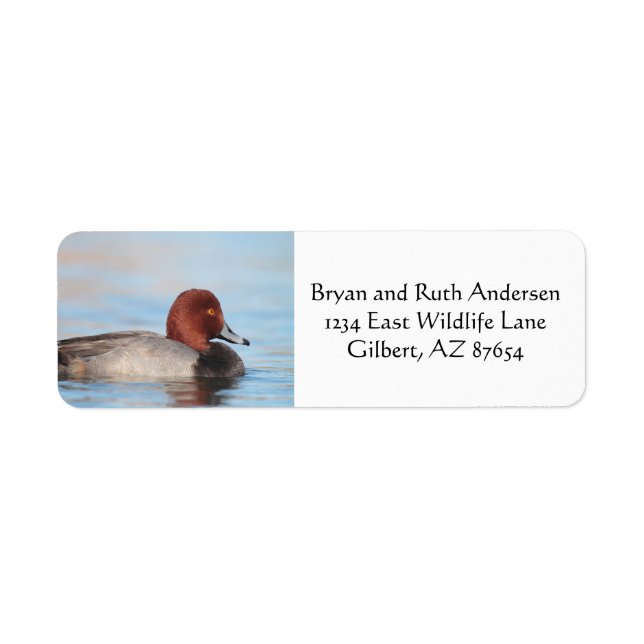 Male Redhead duck (Front)