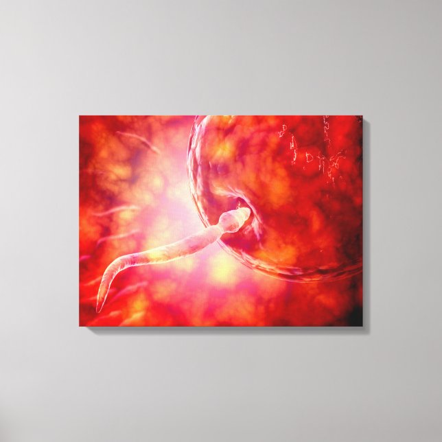 Male Reproductive Sperm Entering The Egg Canvas Print (Front)