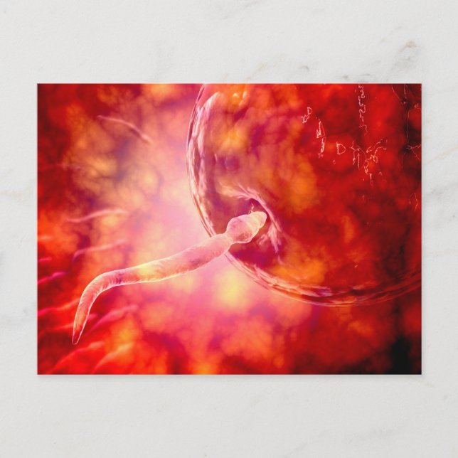 Male Reproductive Sperm Entering The Egg Postcard (Front)