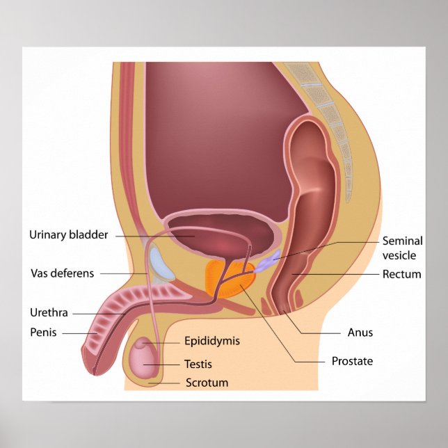 Male reproductive system  Poster (Front)