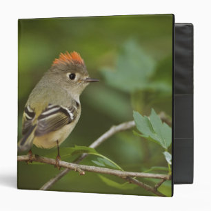 Male Ruby-crowned Kinglet, Regulus calendula Binder