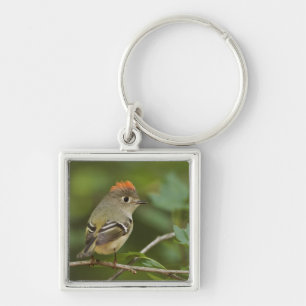 Male Ruby-crowned Kinglet, Regulus calendula Keychain