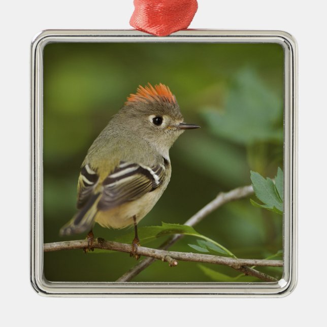 Male Ruby-crowned Kinglet, Regulus calendula Metal Ornament (Front)
