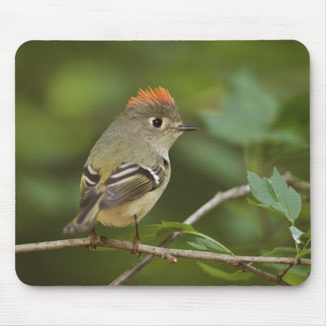 Male Ruby-crowned Kinglet, Regulus calendula Mouse Pad (Front)