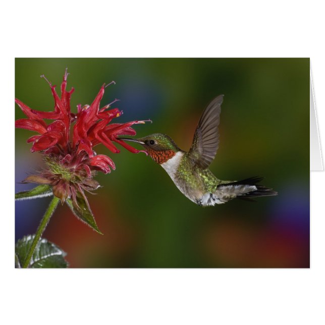 Male Ruby-throated Hummingbird (Front Horizontal)