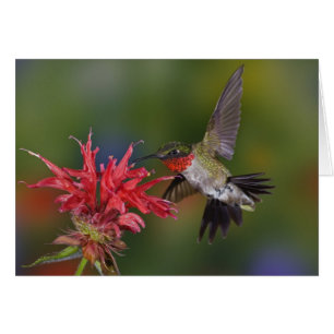 Male Ruby-throated Hummingbird