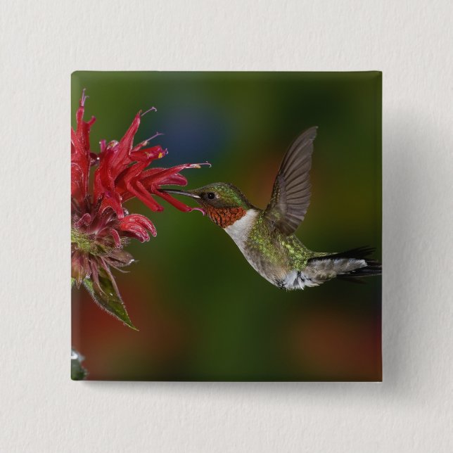 Male Ruby-throated Hummingbird 2 Inch Square Button (Front)