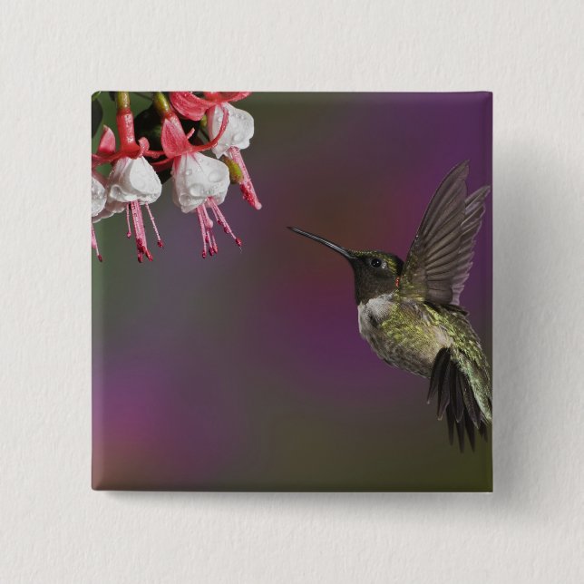 Male Ruby throated Hummingbird 2 Inch Square Button (Front)